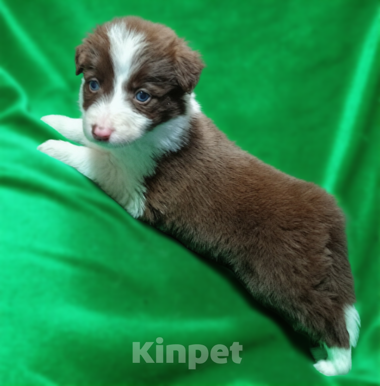 Собаки в Санкт-Петербурге: Бордер колли девочка Девочка, 120 000 руб. - фото 2