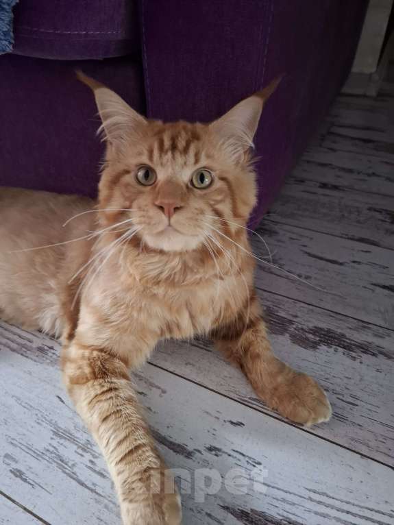 Кошки в Воронеже: Продаю мейн-куна  Мальчик, 12 000 руб. - фото 2