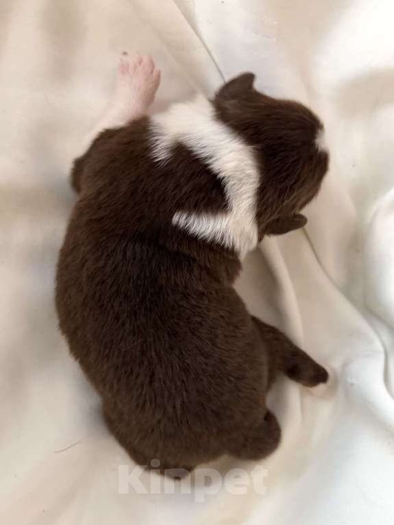 Собаки в других городах Новосибирской области: Щенки австралийской овчарки Мальчик, Бесплатно - фото 1