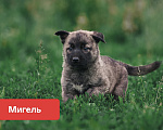 Собаки в Сергиеве Посаде: Щенки в добрые руки Разнополые, Бесплатно - фото 6