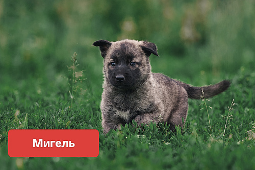Щенки в добрые руки