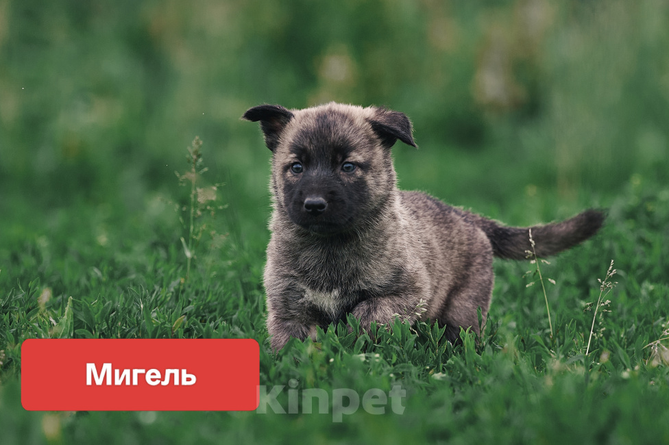 Собаки в Сергиеве Посаде: Щенки в добрые руки Разнополые, Бесплатно - фото 6