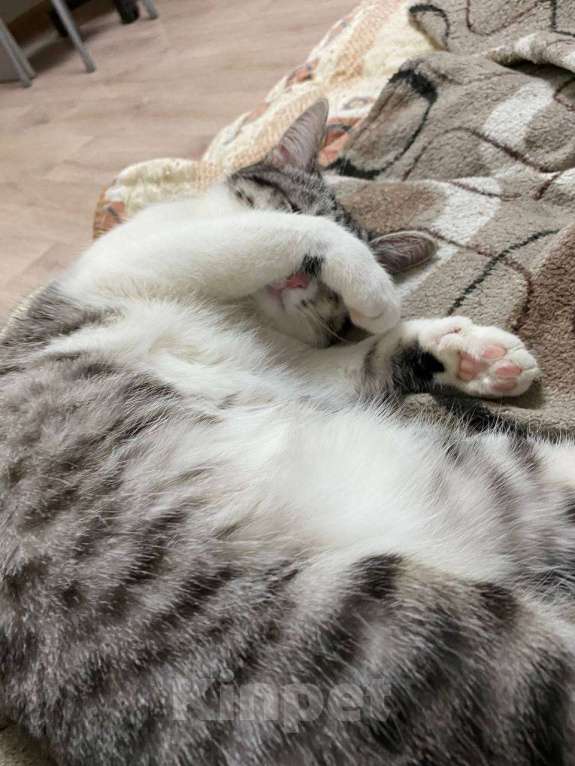 Кошки в Чапаевске: Отдам котенка в добрые руки  Девочка, Бесплатно - фото 3