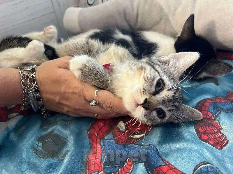 Кошки в Москве: Котята в добрые руки Девочка, Бесплатно - фото 2