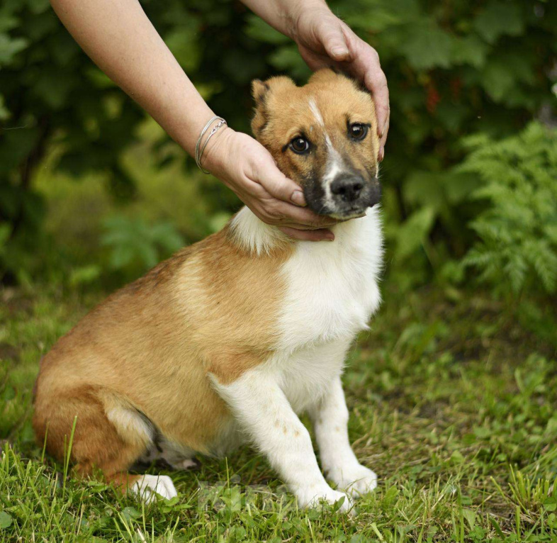 Собаки в Яхроме: Щенок Жорик ищет дом! Мальчик, Бесплатно - фото 2