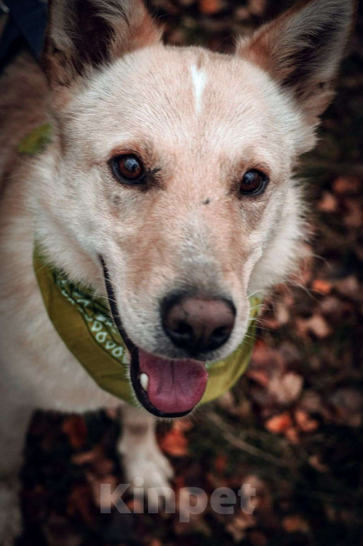 Собаки в Москве: Персик Мальчик, Бесплатно - фото 3