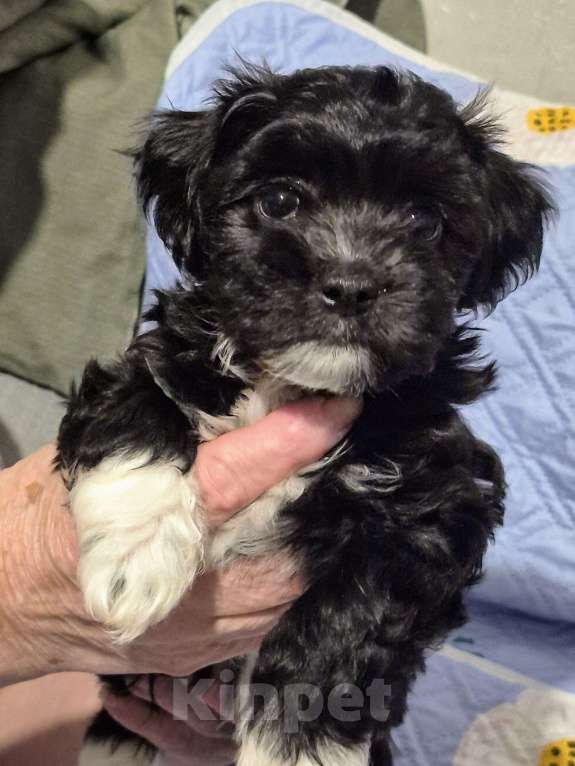 Собаки в Москве: Очаровательные щенки гаванского бишона Девочка, 80 000 руб. - фото 3