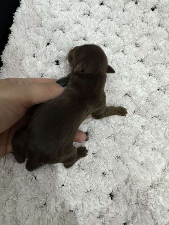 Собаки в Сарове: Щенки Мальчик, 45 000 руб. - фото 4