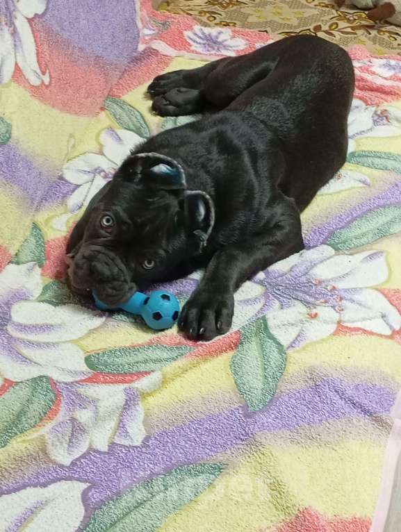 Собаки в Луховицах: Продам щенка Корсо  Мальчик, 50 000 руб. - фото 3