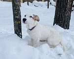 Собаки в Москве: Белый щенок Серкан в добрые руки Мальчик, 1 руб. - фото 8