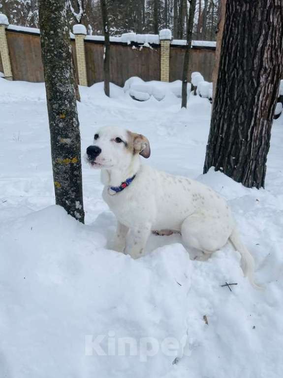 Собаки в Москве: Белый щенок Серкан в добрые руки Мальчик, 1 руб. - фото 8