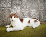 Кошки в Перми: Котик ищет дом Мальчик, Бесплатно - фото 3