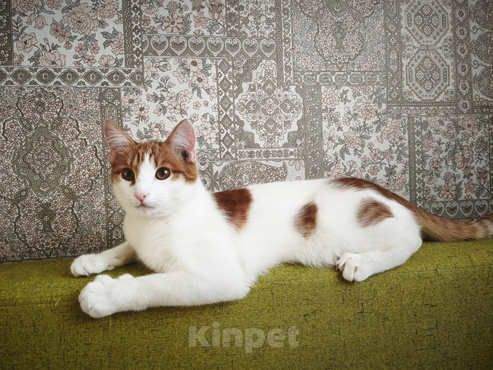 Кошки в Перми: Котик ищет дом Мальчик, Бесплатно - фото 3