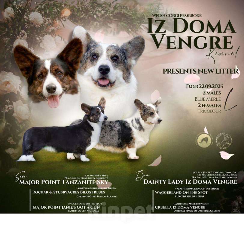 Собаки в Рязани: Ваш друг Лоран Мальчик, 60 000 руб. - фото 4