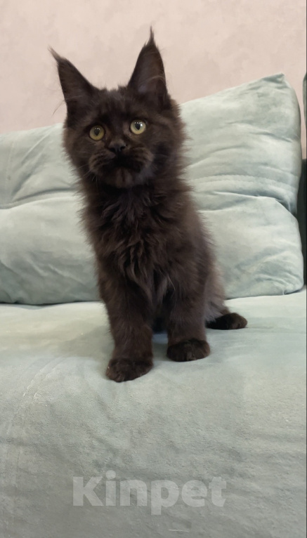 Кошки в Иркутске: Котенок мейн-кун Девочка, 15 000 руб. - фото 4