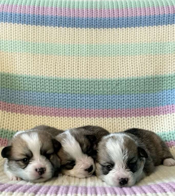 Собаки в Иваново: Щенки вельш корги пемброк Мальчик, 60 000 руб. - фото 1