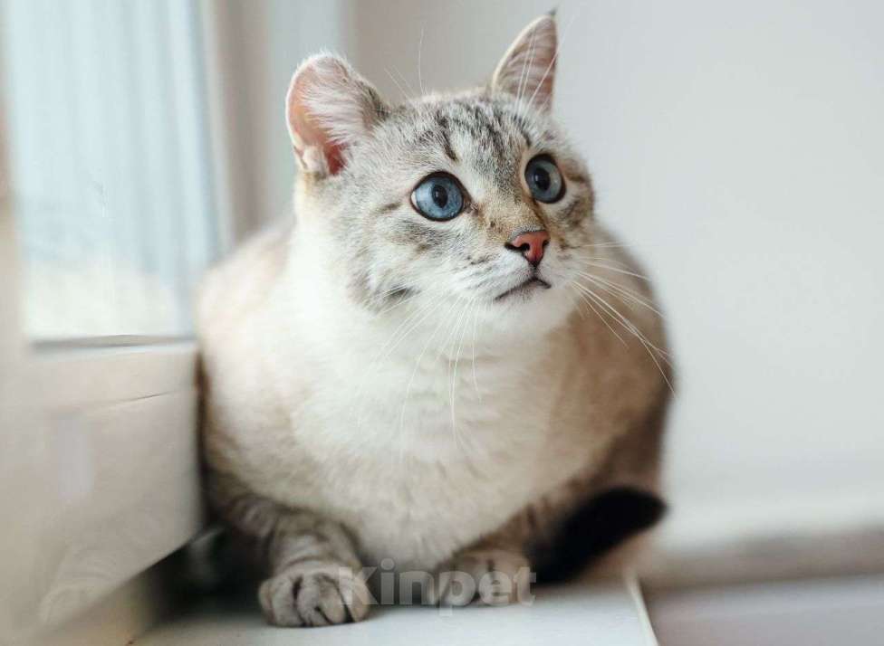 Кошки в Москве: Тайского котика выбросили хозяева. Срочный поиск дома! Мальчик, Бесплатно - фото 3