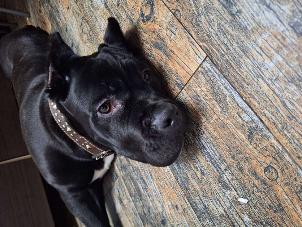 Собаки в других городах Ленинградской области: Щенок Мальчик, 60 000 руб. - фото 4