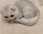 Кошки в Санкт-Петербурге: вислоухий Шотландский котенок Мальчик, 14 339 руб. - фото 2