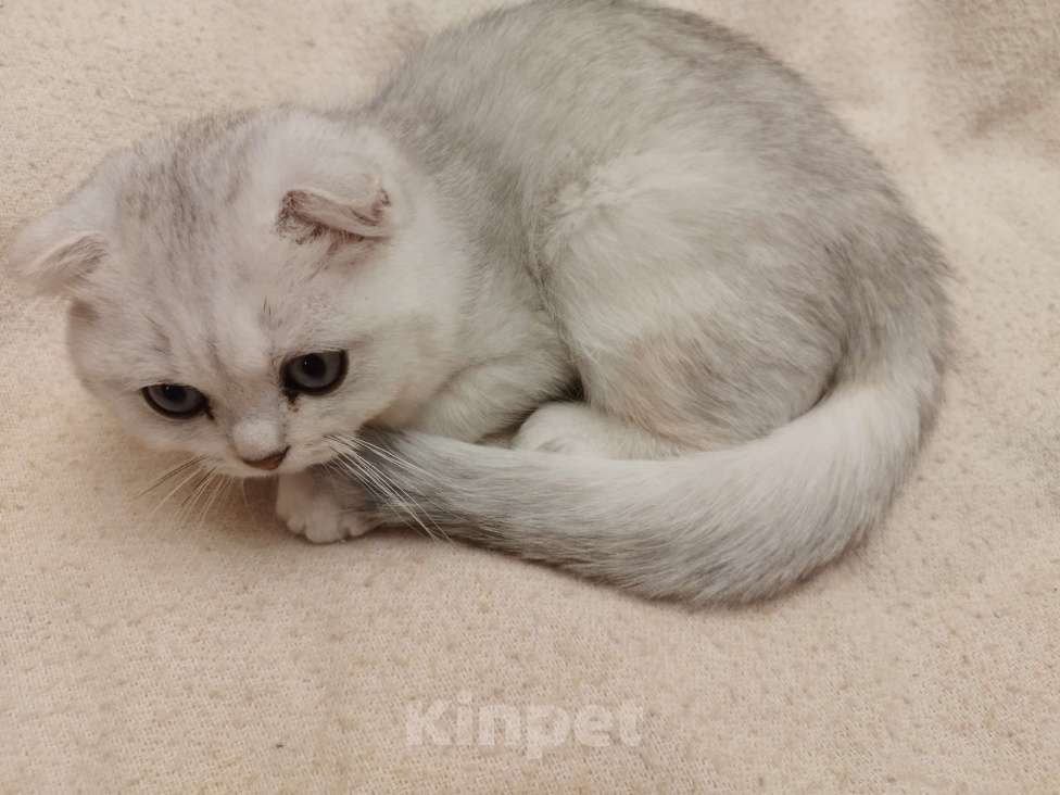 Кошки в Санкт-Петербурге: вислоухий Шотландский котенок Мальчик, 14 339 руб. - фото 2