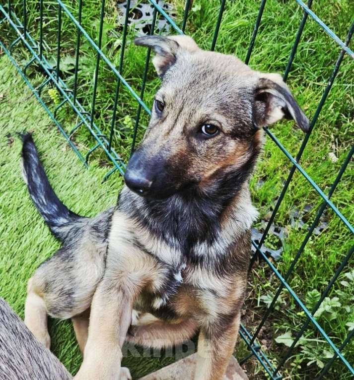 Собаки в Одинцово: Милый щенок Тимон Мальчик, Бесплатно - фото 2