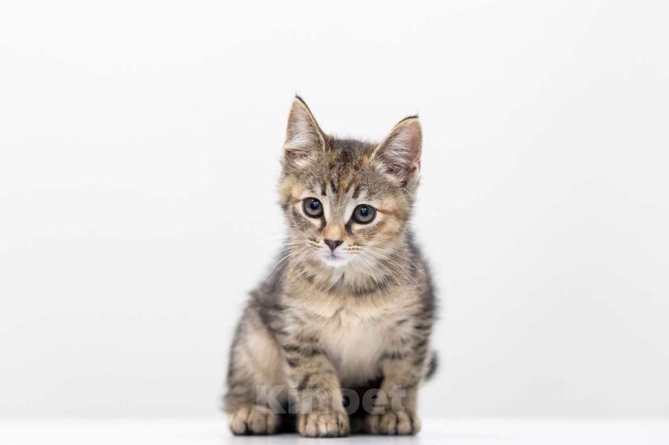 Кошки в Москве: Кира Девочка, Бесплатно - фото 4