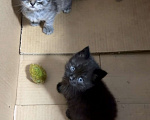 Кошки в Видном: Котята срочно ищут дом Девочка, Бесплатно - фото 2