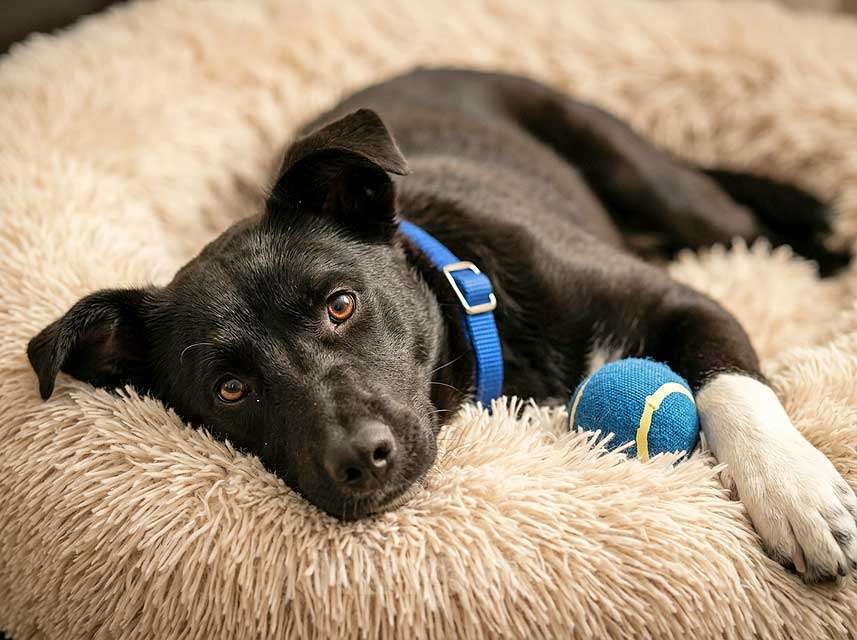 Собаки в Москве: Три щенячьх сердца ищут добрых хозяев Мальчик, Бесплатно - фото 7