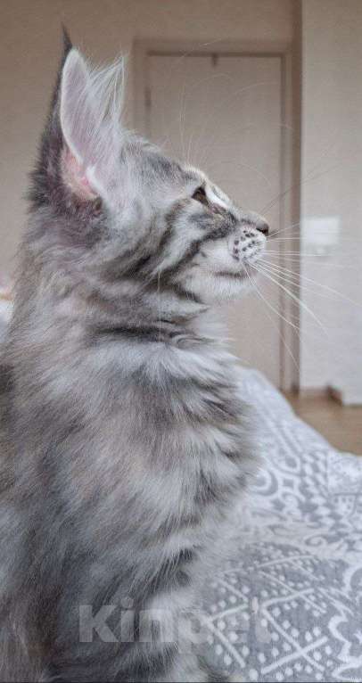 Кошки в Геленджике: Продаётся котёнок мейн-кун, девочка, серебристый окрас fs 24, из питомника EdenLight (Геленджик) Девочка, 35 000 руб. - фото 7