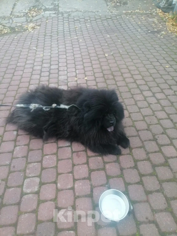 Собаки в Санкт-Петербурге: В добрые руки Девочка, Бесплатно - фото 5