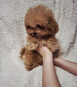 Мальтипу f1 девочки мини