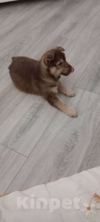 Собаки в Воронеже: Отдам щенка  в добрые руки Девочка, Бесплатно - фото 3