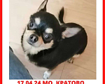 Собаки в Раменском: Найдена собака Мальчик, Бесплатно - фото 1