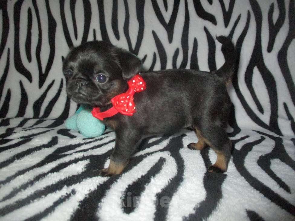 Собаки в Пскове: Щенки бельгийского гриффона и пти брабансона Мальчик, 50 000 руб. - фото 7