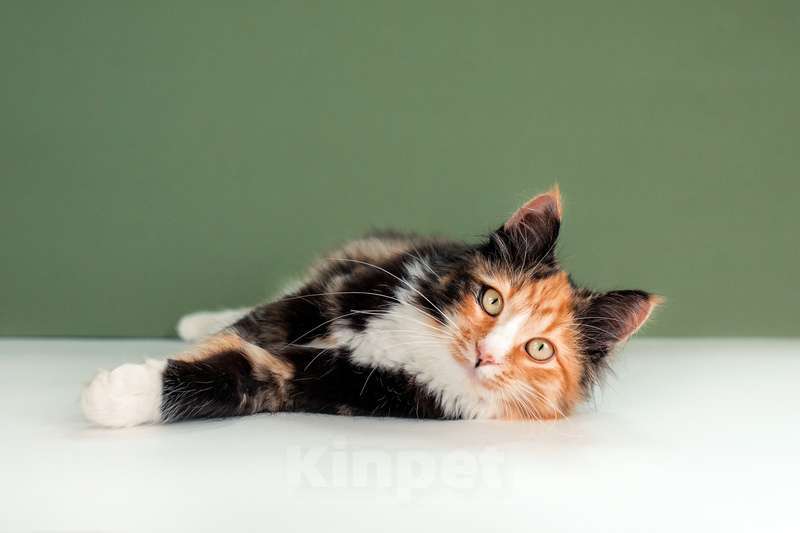 Кошки в Москве: Пушистая яркая трехцветная красавица кошка Ириска в добрые руки Девочка, Бесплатно - фото 6