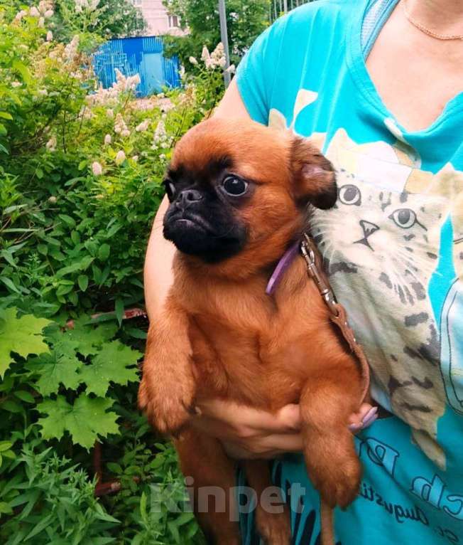 Собаки в Москве: Яркий парень пти-брабансон Мальчик, 50 000 руб. - фото 5