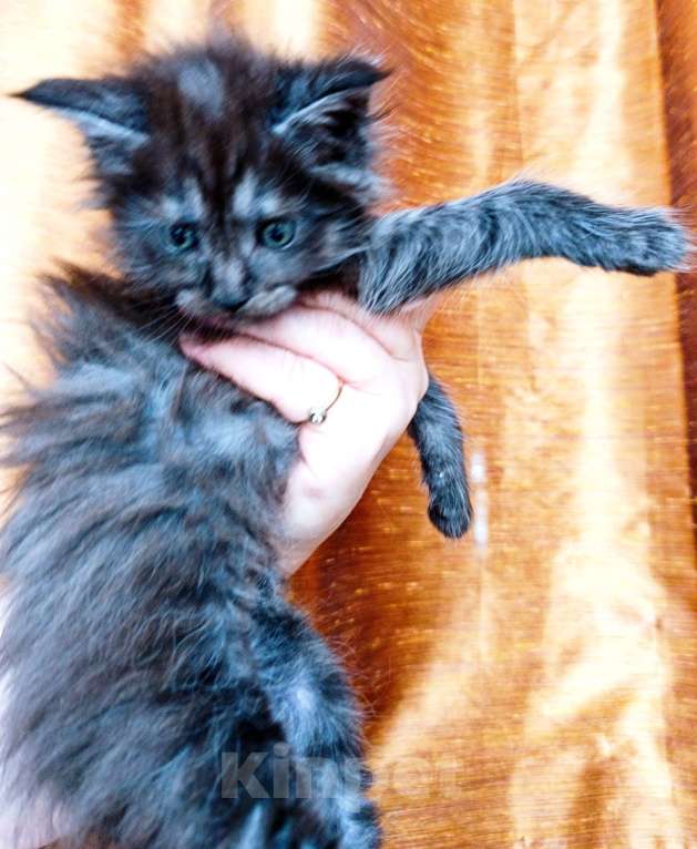 Кошки в Москве: Мейн кун мальчик Мальчик, 45 000 руб. - фото 5