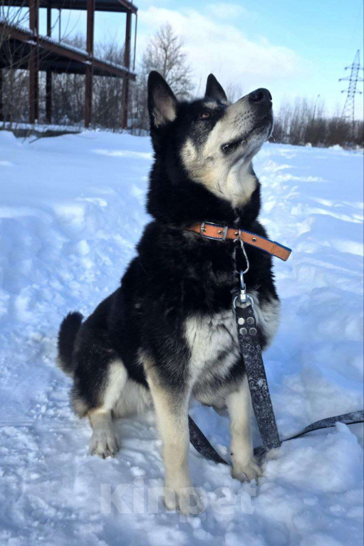 Собаки в Королеве: Малибу! Если вы в поисках не просто питомца, а настоящего друга, с которым хоть на край света Девочка, Бесплатно - фото 6
