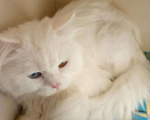 Кошки в Барнауле: Персидский кот&quot;Классик&quot;, 1 000 руб. - фото 1