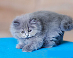 Кошки в Санкт-Петербурге: Британский длинношерстный котенок Эдвард Мальчик, 30 000 руб. - фото 3