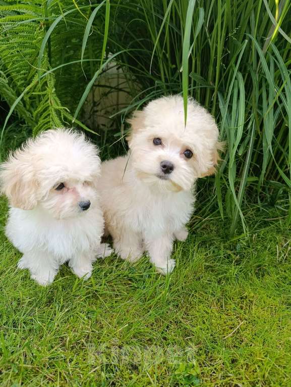 Собаки в Краснознаменске: Продаю щенков мальтипу Мальчик, 80 000 руб. - фото 3