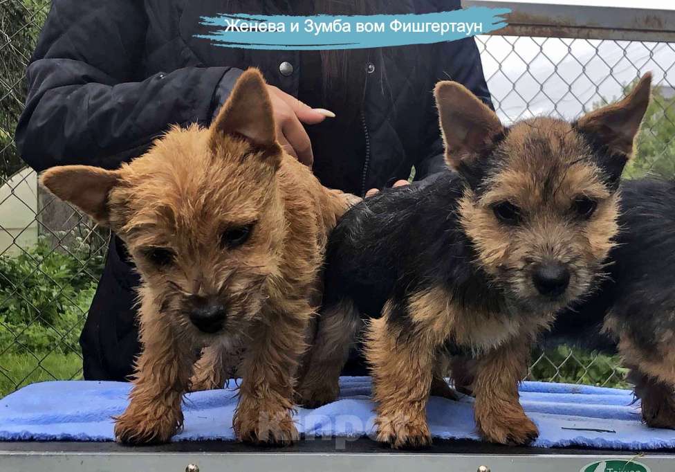 Собаки в Рыбинске: Щенок норвич терьера Мальчик, 75 000 руб. - фото 2