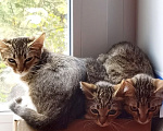 Кошки в Москве: Котята ищут дом Разнополые, Бесплатно - фото 1
