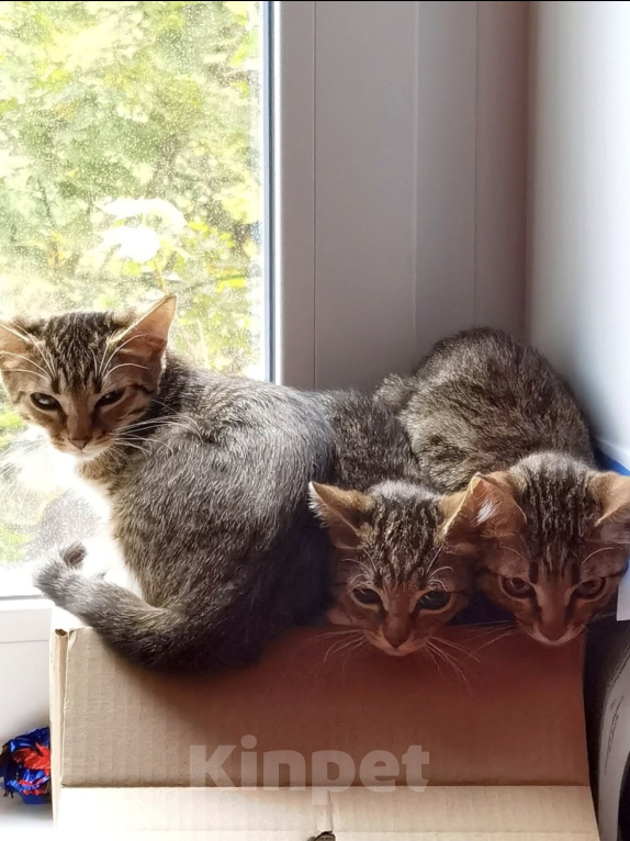 Кошки в Москве: Котята ищут дом Разнополые, Бесплатно - фото 1