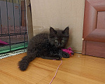 Кошки в Москве: Котенок от кошки-мышеловки в ответственные руки! Мальчик, Бесплатно - фото 3