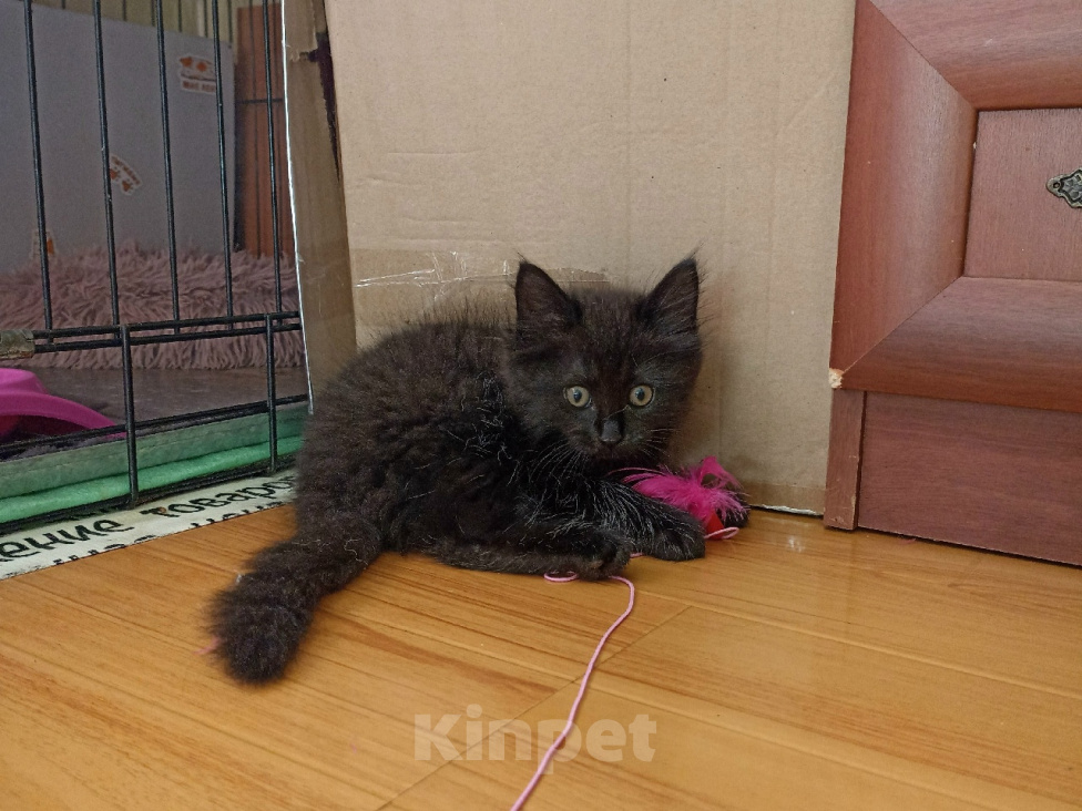 Кошки в Москве: Котенок от кошки-мышеловки в ответственные руки! Мальчик, Бесплатно - фото 3