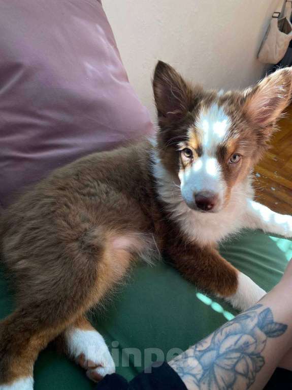 Собаки в Нальчике: Щенок Аусси девочка 3мес. Девочка, 10 000 руб. - фото 3