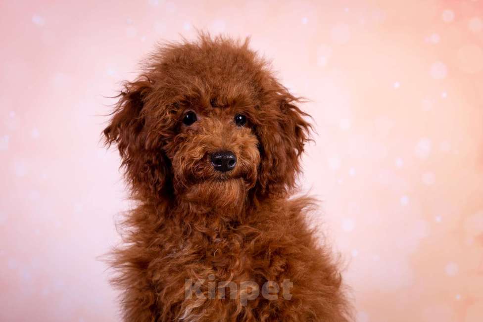 Собаки в Балашихе: Алекс мальчик той-пудель Тедди Мальчик, 75 000 руб. - фото 1