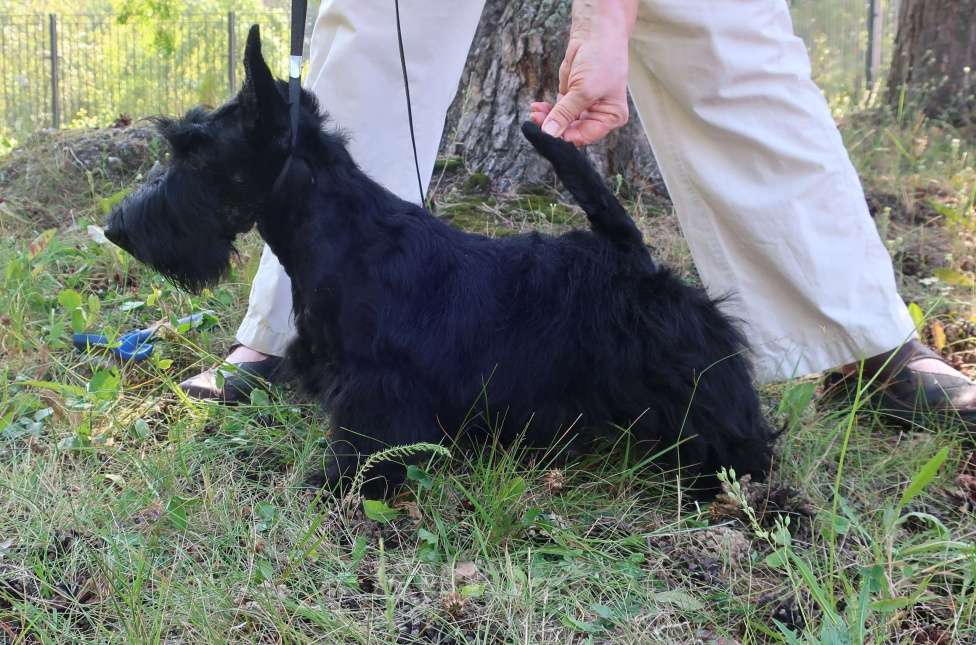 Собаки в Перми: Профессиональный питомник "Джойли Роджерс" предлагает щенка скотч-терьера Мальчик, 80 000 руб. - фото 3