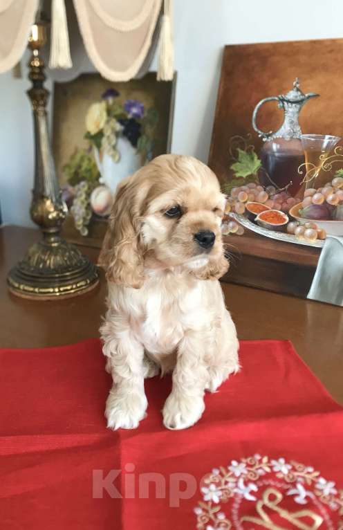 Собаки в Люберцах: Николь Девочка, 100 000 руб. - фото 2